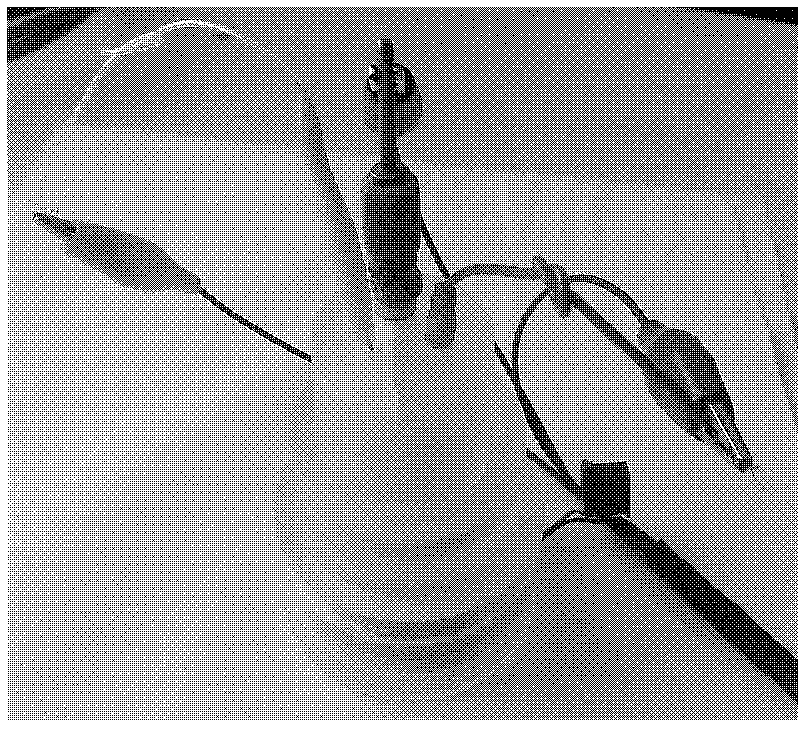 Embedded type magnetic stirring device