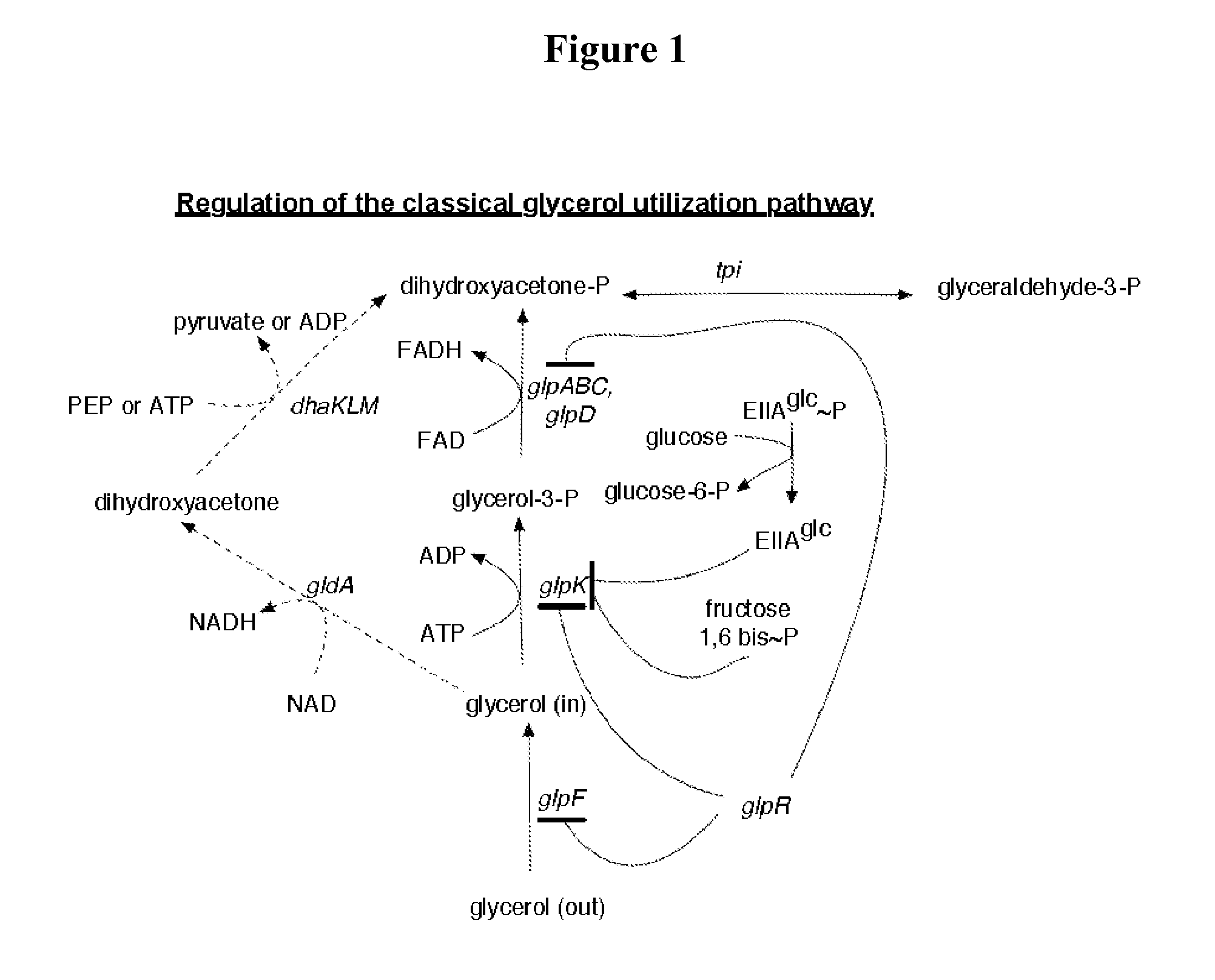 Fermentation of glycerol to organic acids