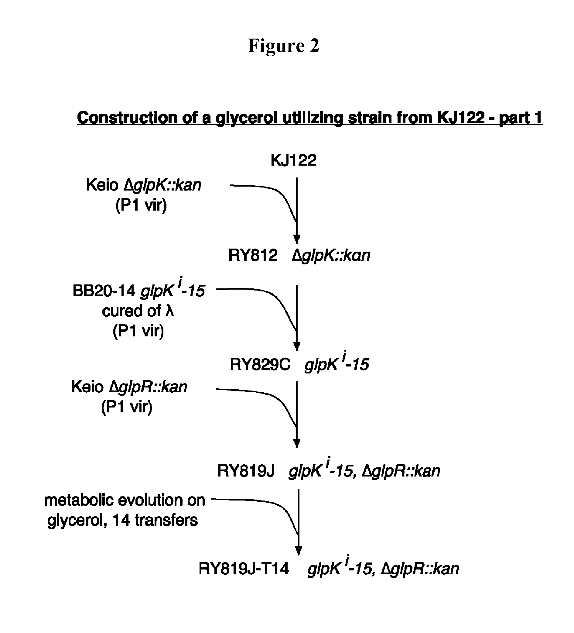 Fermentation of glycerol to organic acids