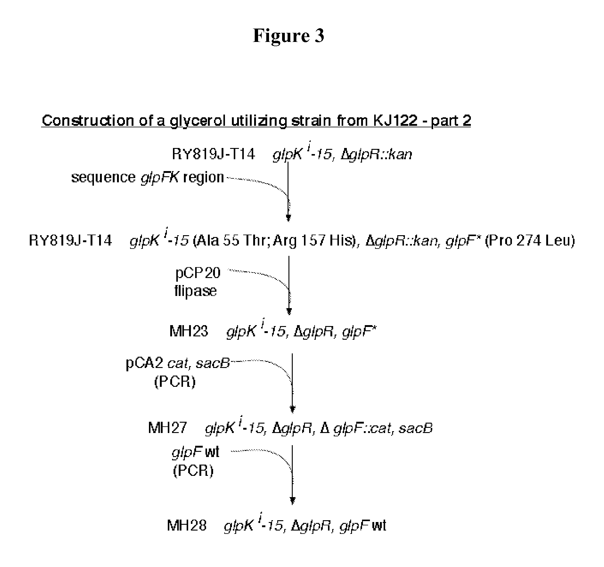 Fermentation of glycerol to organic acids