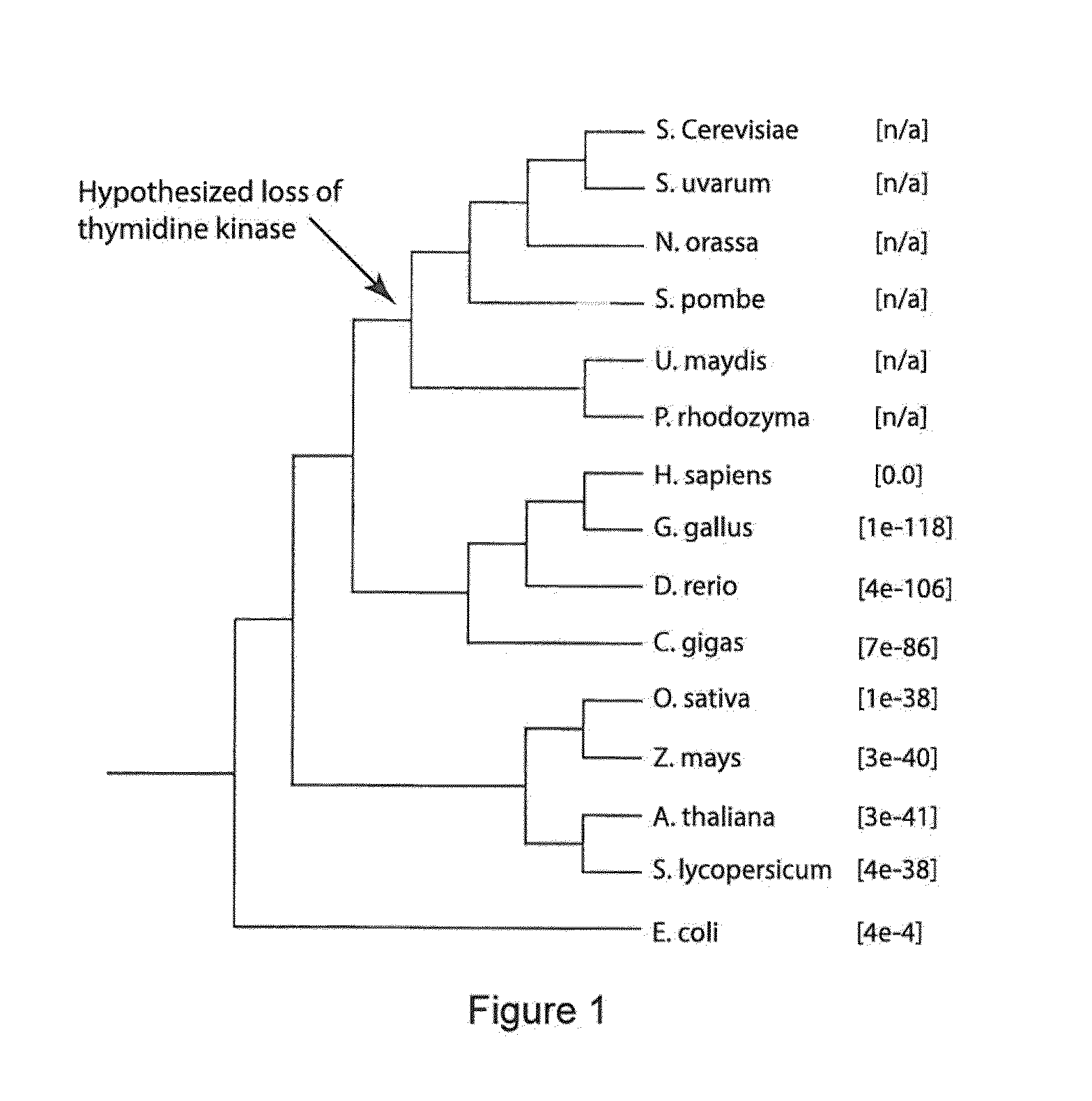 Constructs and methods for genome editing and genetic engineering of fungi and protists