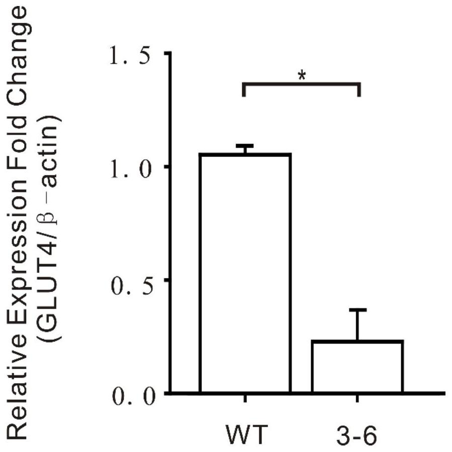 Glut4 gene knockout sgRNA, A549 cell line and its construction method