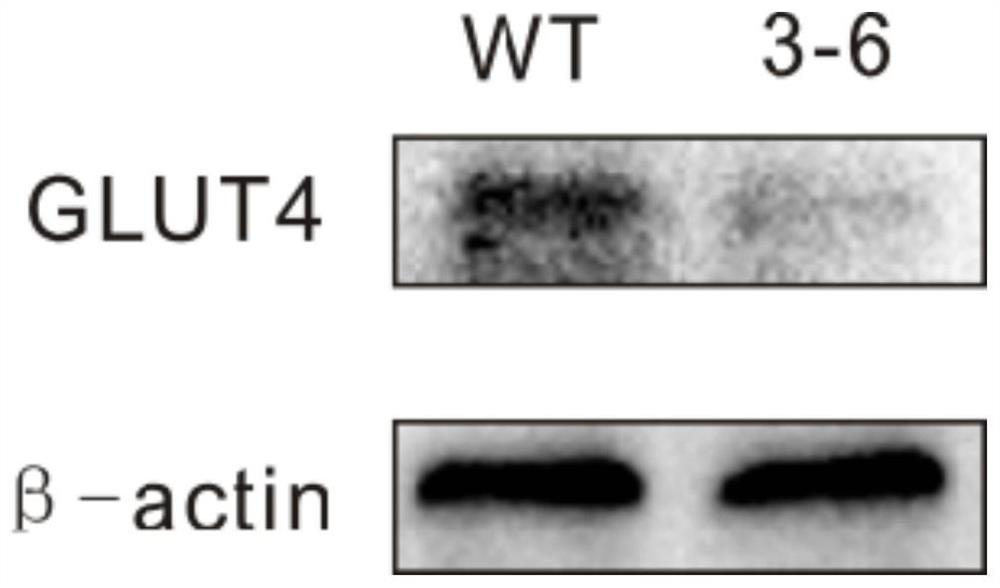 Glut4 gene knockout sgRNA, A549 cell line and its construction method