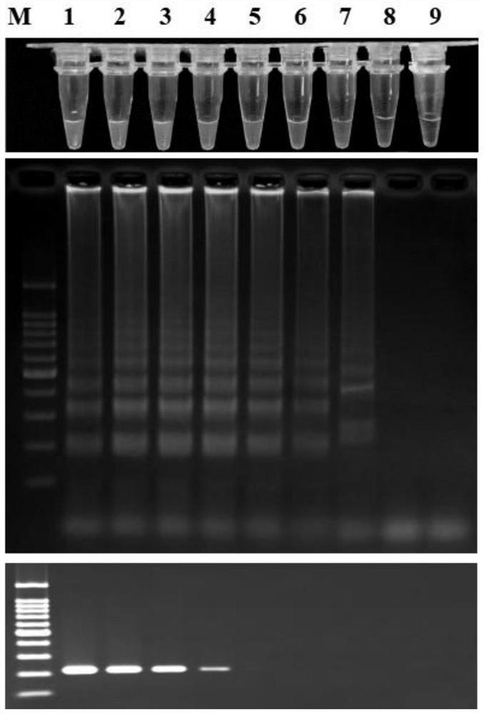 The Specific Sequence of Konjac Soft Rot and Its Detection Primers and Application