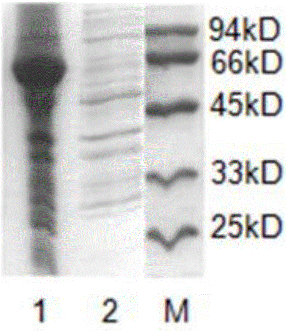 Colloidal gold test strip for rapidly detecting CMV-PVY double viruses