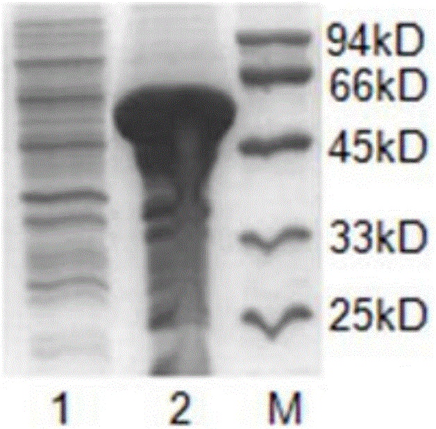 Colloidal gold test strip for rapidly detecting CMV-PVY double viruses