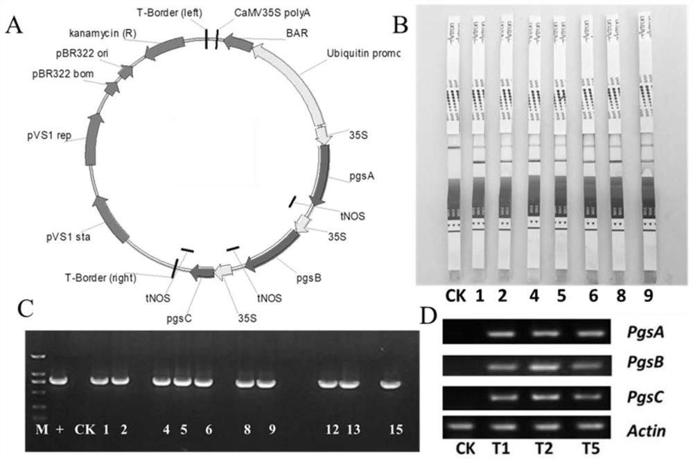 Method for Heterologous Synthesis of γ-polyglutamic Acid in Plants to Improve Plant Stress Resistance and Yield