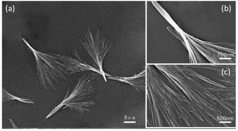 Broom-shaped hydroxycamptotecin-loaded sustained-release particle and preparation method thereof