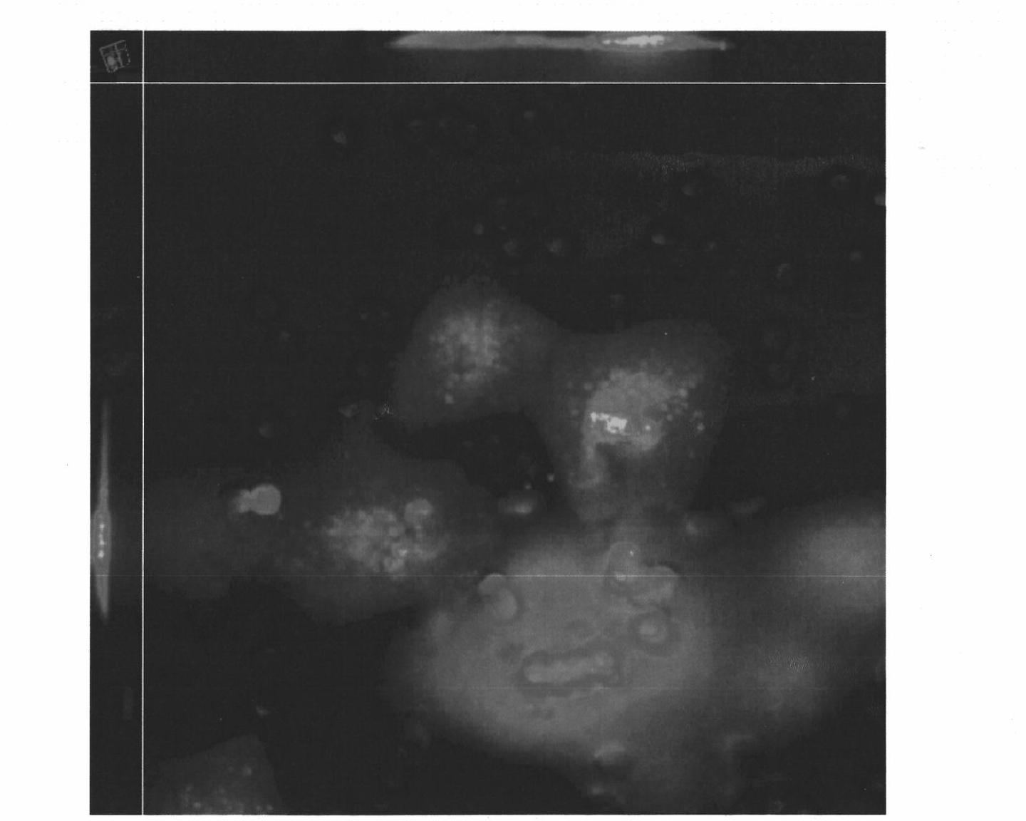 High metastatic potential hepatoma cell line capable of steady autophagy indication, and establishment method and application method thereof