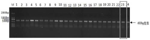 Entomogenous fungus strain SP433 with high pathogenic capability to bemisia tabaci and application thereof