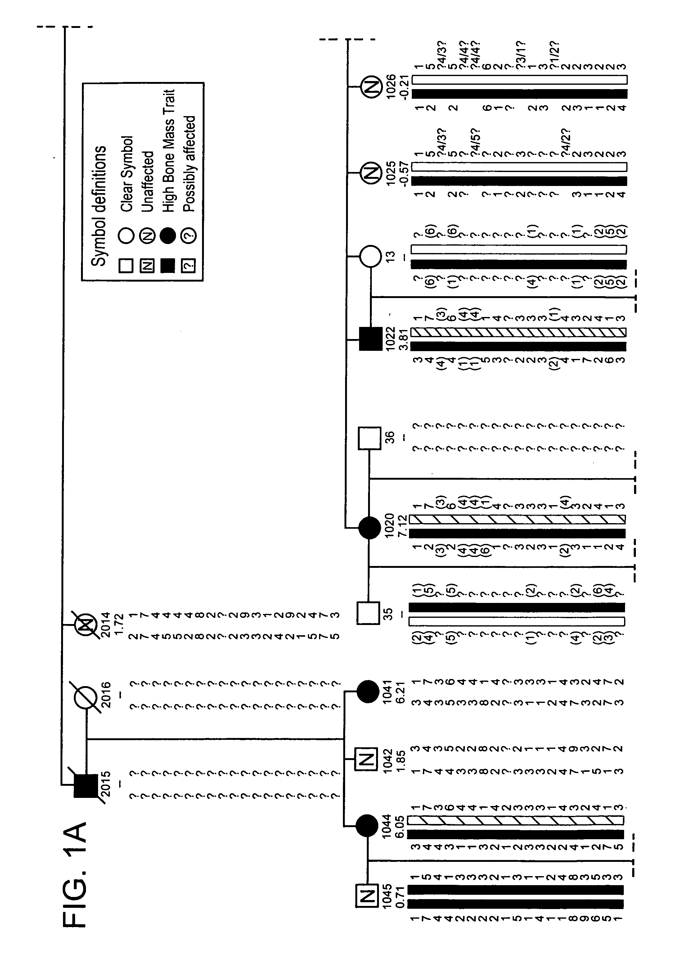 High bone mass gene of 11q13.3