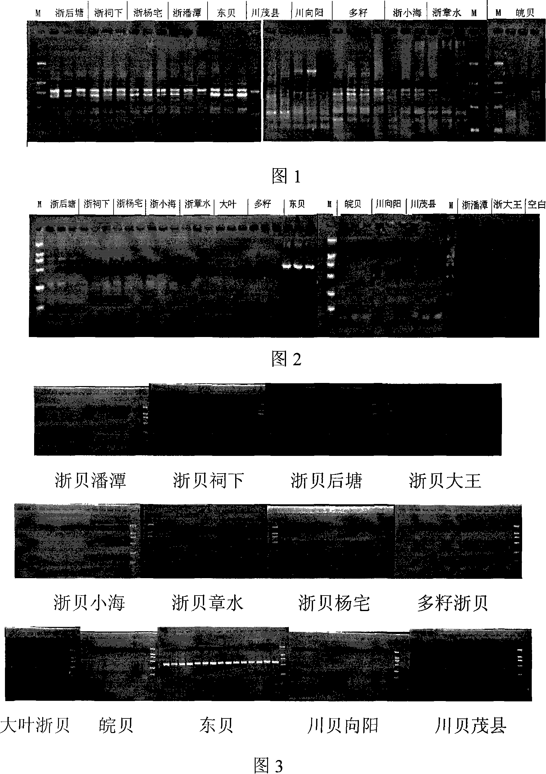 Nucleotides sequence, molecule probe and method for identifying zhejiang fritillary variant-dong fritillary