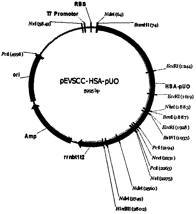 Preparation method of recombinant human albumin-uricase fusion protein