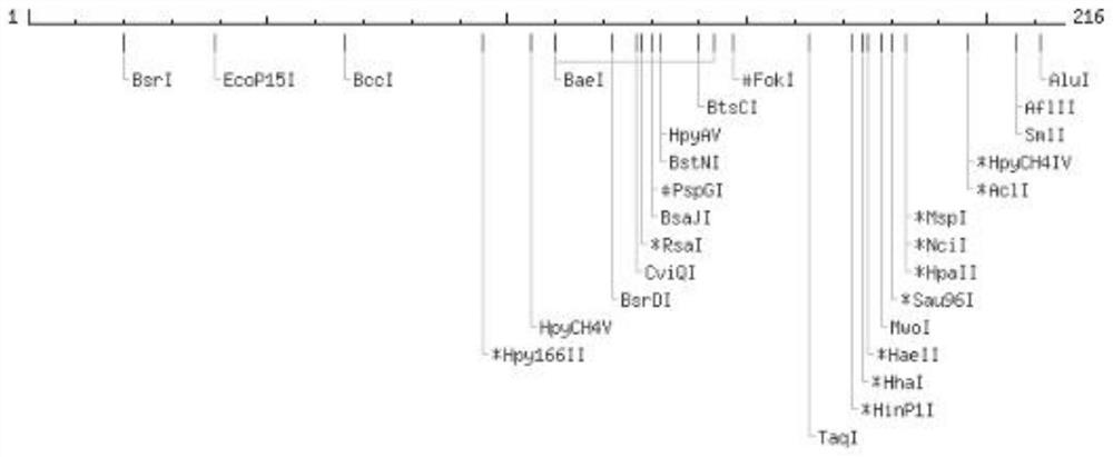 Marine microbial cold shock protein gene csp, its encoded protein and its application