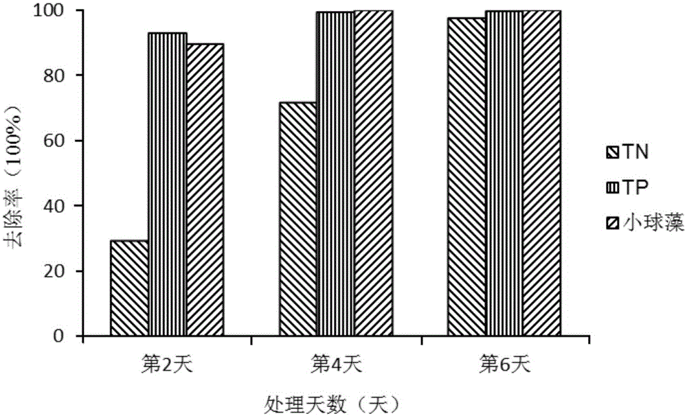 Combined method for restoring eutrophicated water body on basis of SMFC (sediment microbial fuel cell) and filamentous green algae