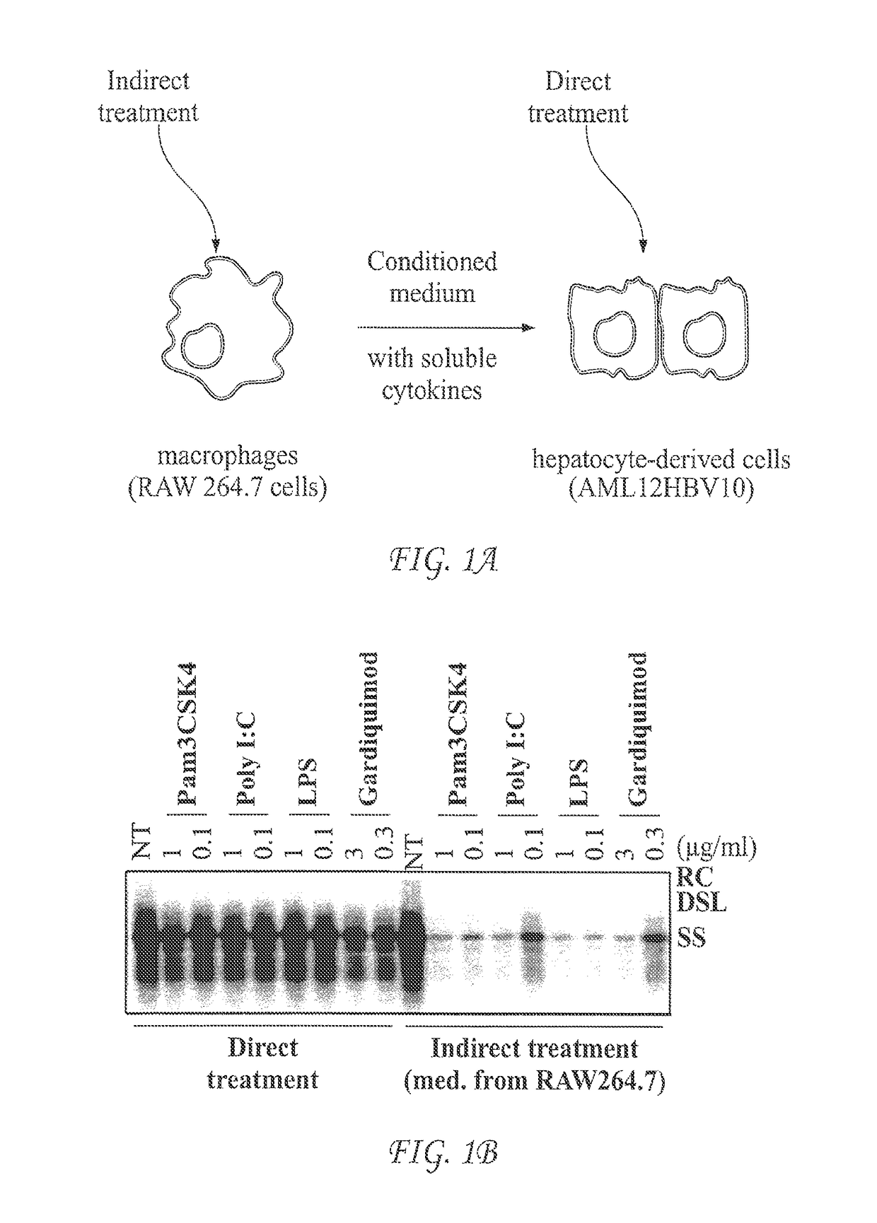 Use of sting agonists to treat hepatitis B virus infection