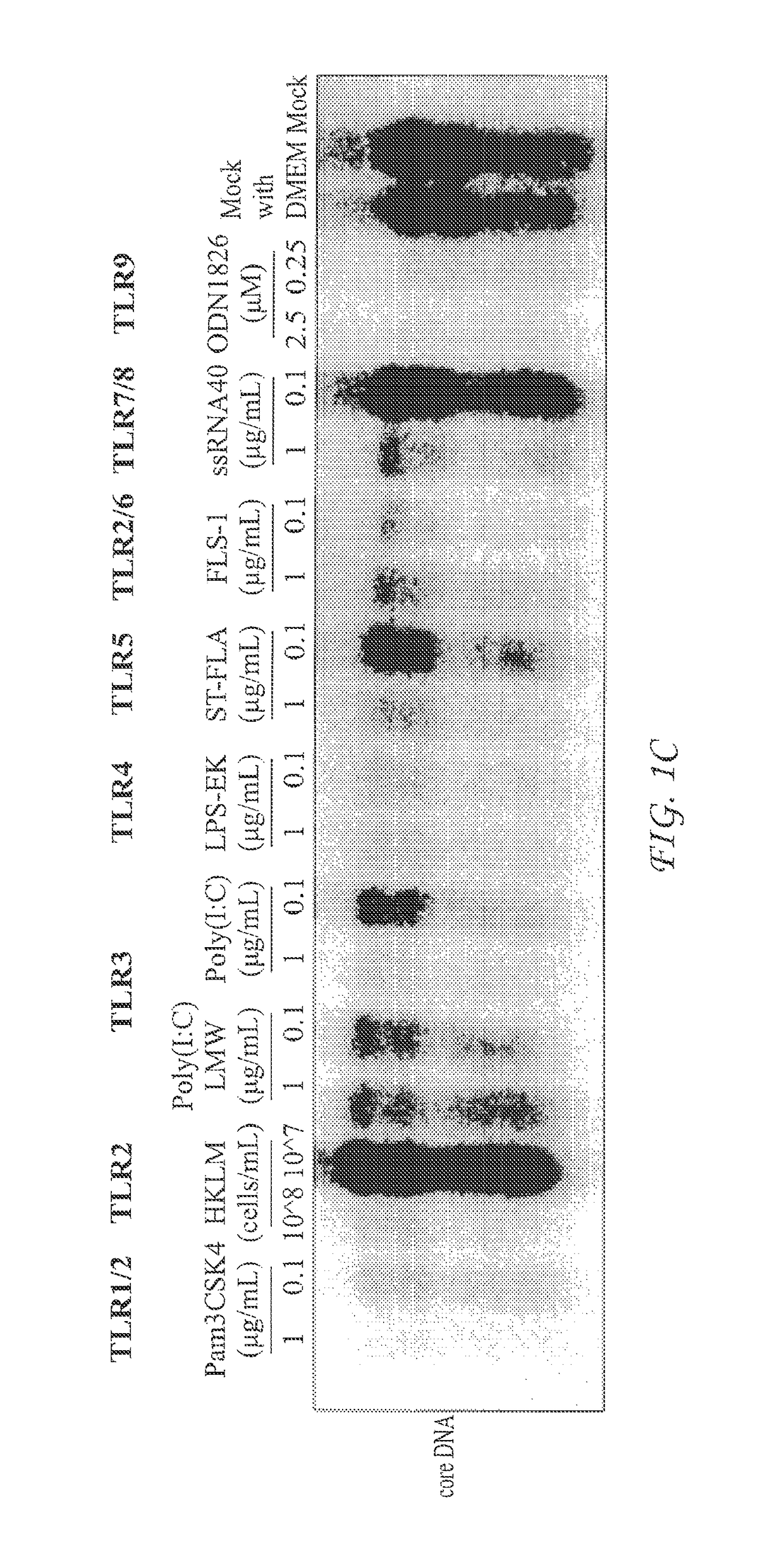 Use of sting agonists to treat hepatitis B virus infection