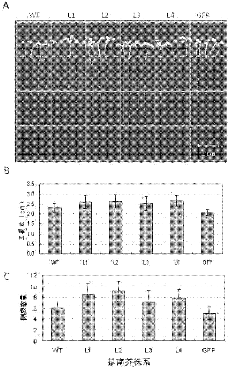 Plant stress tolerance related protein TaSnRK2.10 as well as coding gene and application thereof