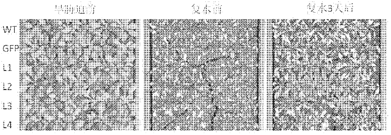 Plant stress tolerance related protein TaSnRK2.10 as well as coding gene and application thereof