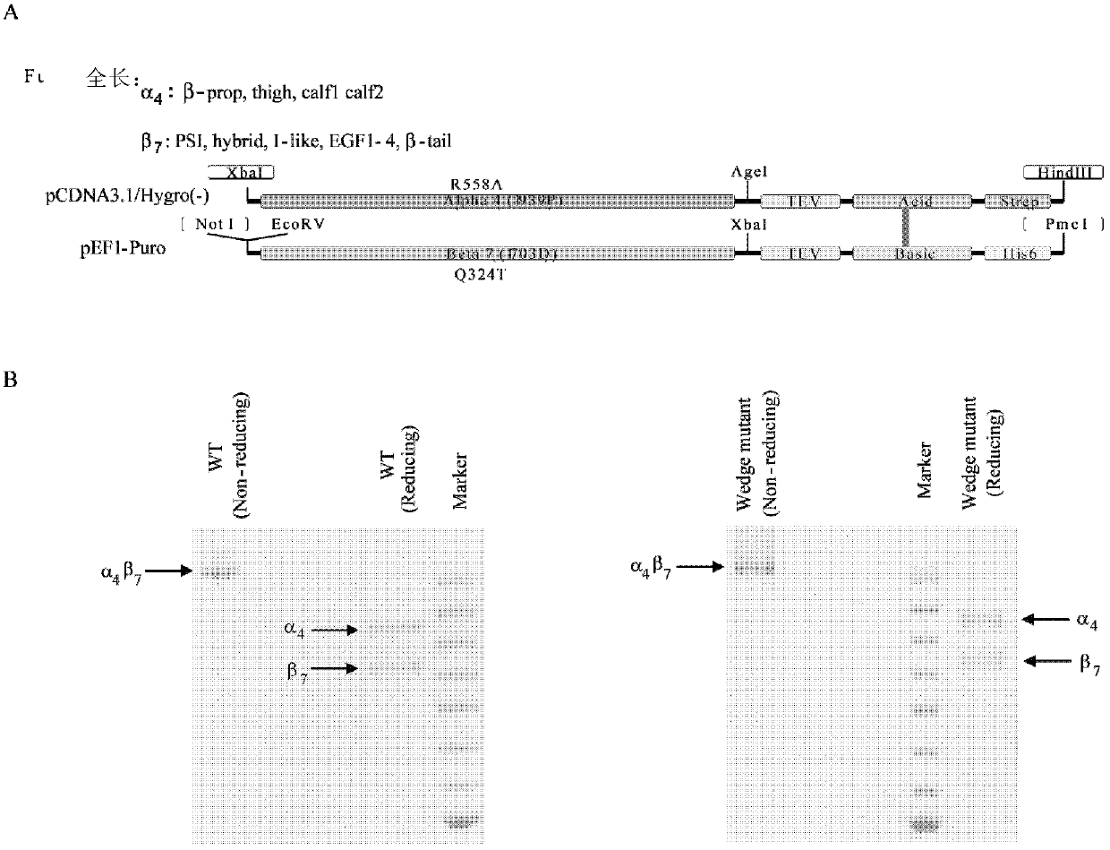 Human derived monoclonal antibody for identifying activated integrin alpha 4 beta 7