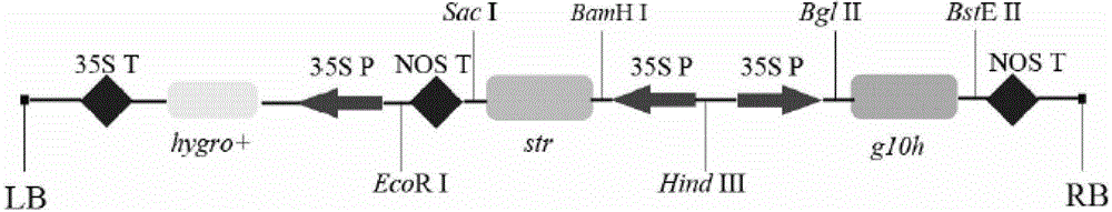 Method for acquiring new-type medicine source of camptothecin by adopting genetic co-transformation strategy