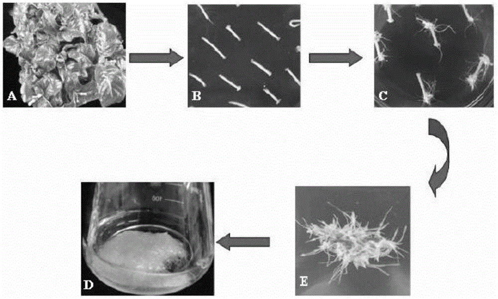 Method for acquiring new-type medicine source of camptothecin by adopting genetic co-transformation strategy