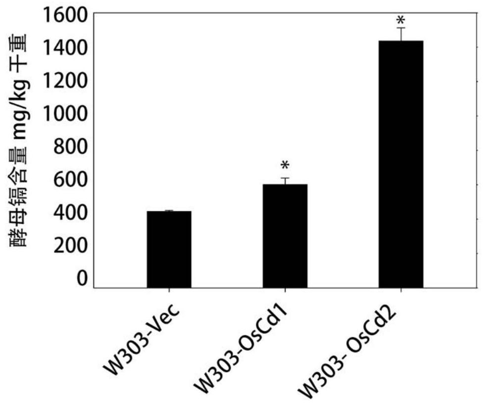 Method for cultivating low-cadmium accumulating rice and use of related materials