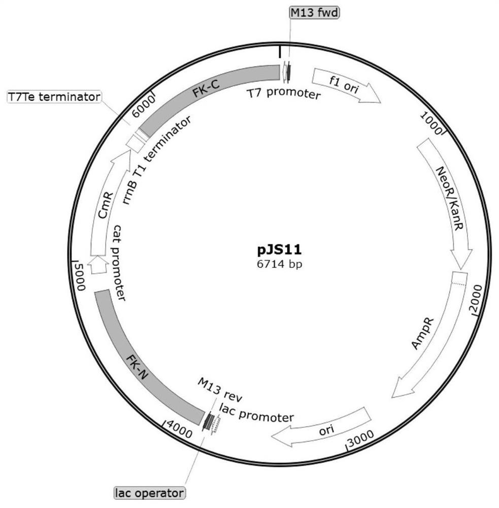 Fructokinase-disabled cyanobacteria and application thereof in secretion and production of fructose