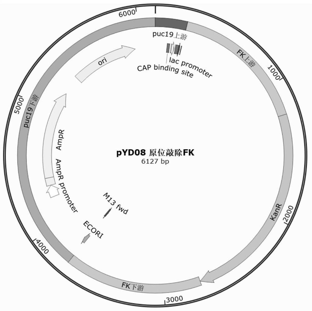 Fructokinase-disabled cyanobacteria and application thereof in secretion and production of fructose