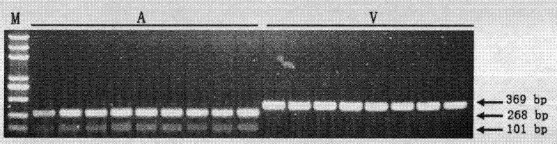 Molecular marker detection method of rice blast bacterium non-toxic genes Avr-Pit and primers thereof