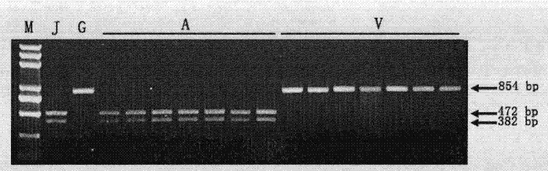 Molecular marker detection method of rice blast bacterium non-toxic genes Avr-Pit and primers thereof