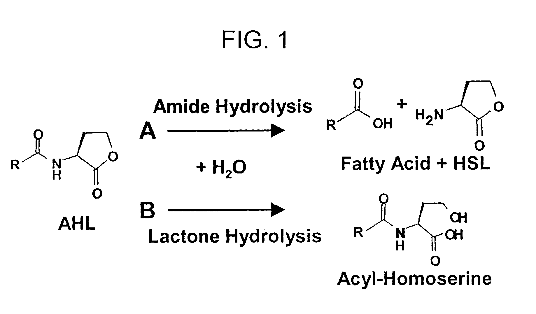 Method of identifying agents that inhibit quorum sensing activity of gamma-proteobacteria