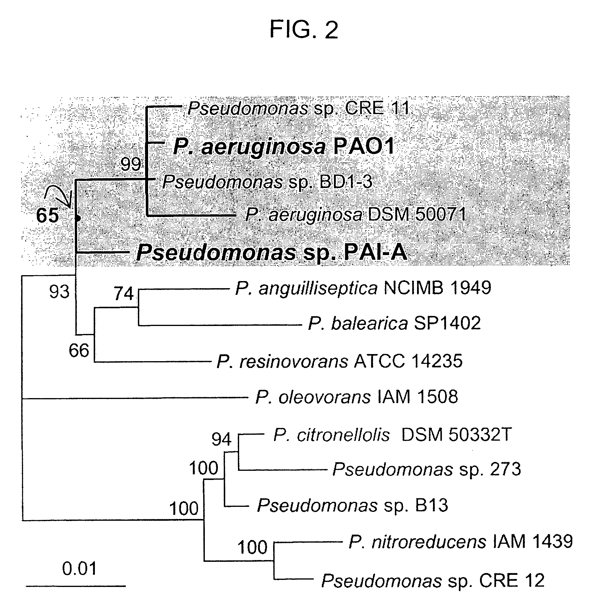 Method of identifying agents that inhibit quorum sensing activity of gamma-proteobacteria