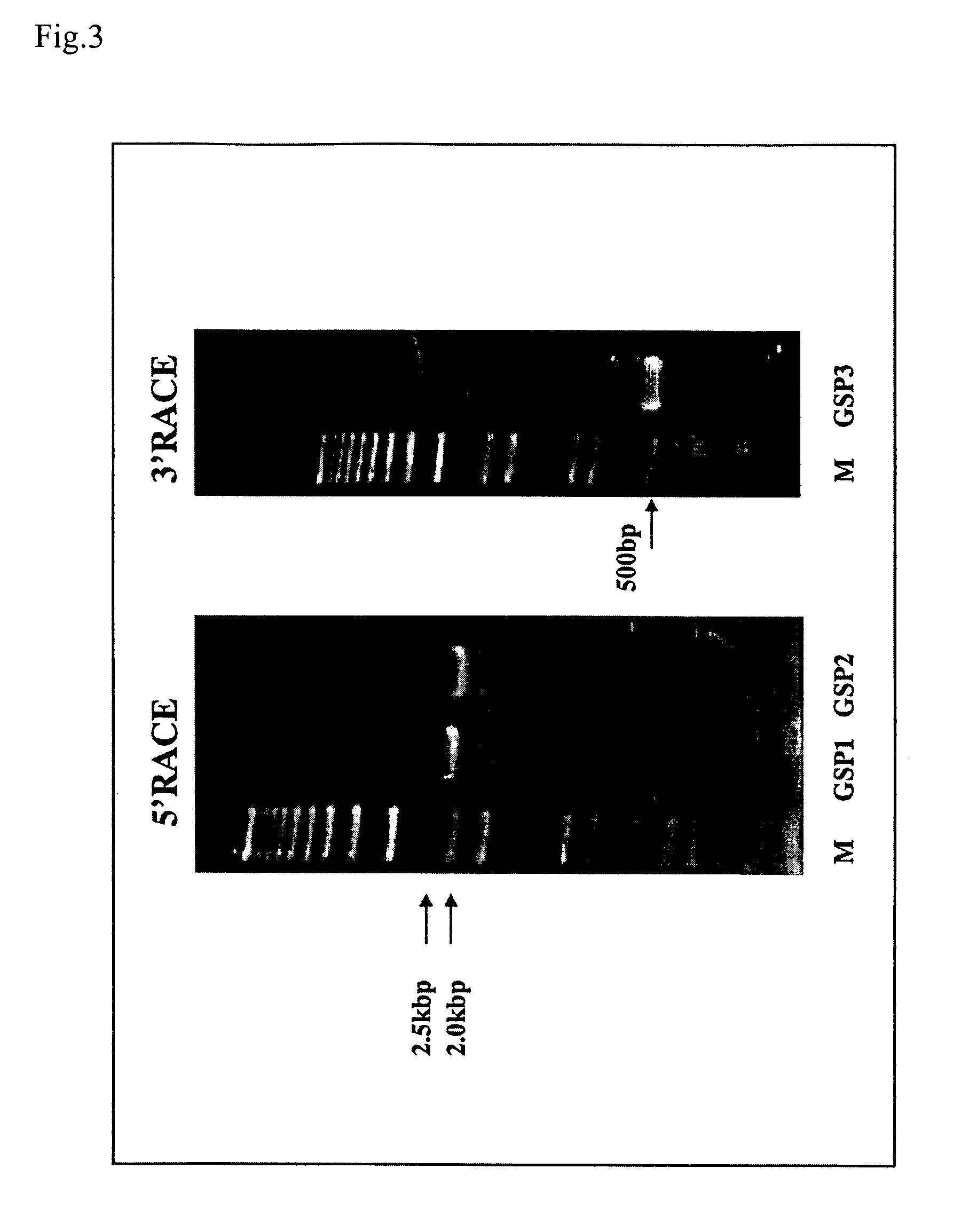 Novel protein and gene encoding the same