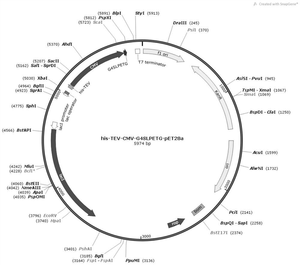 CMV virus-like particle for producing VLP recombinant vaccine and preparation method thereof