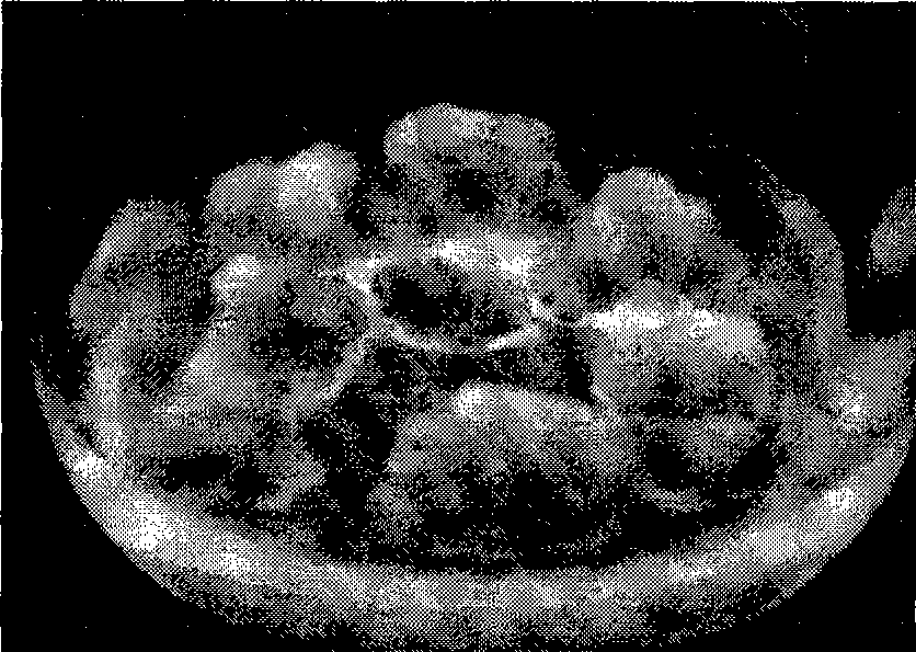 Method for converting lucerne by vacuum penetrating auxiliary agrobacterium-mediated