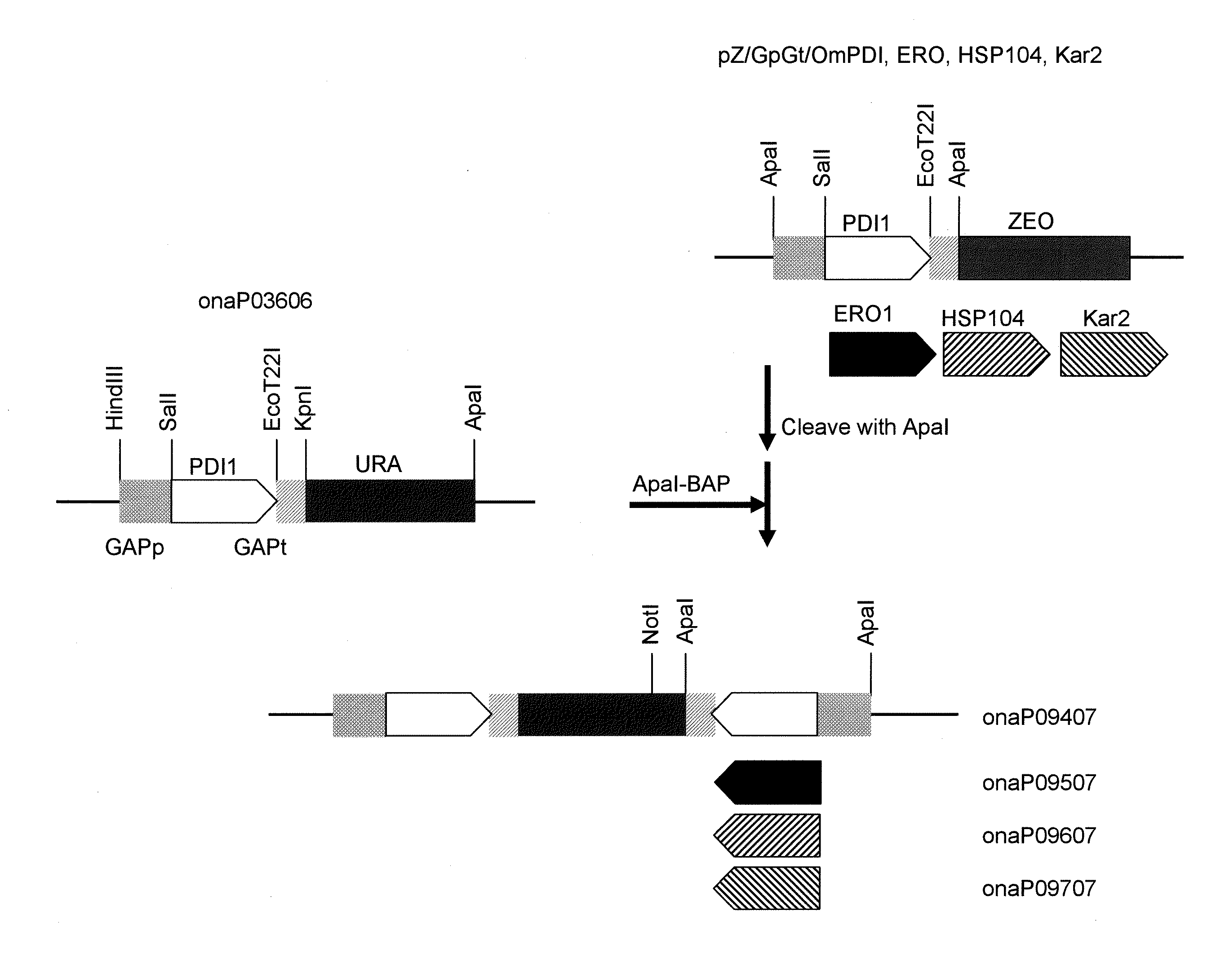 Method for high-level secretory production of protein