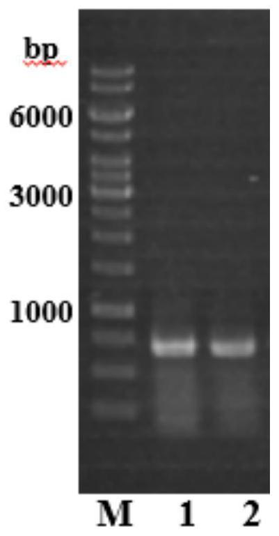 A lytic polysaccharide monooxygenase modified by site-directed mutation and its construction method and application