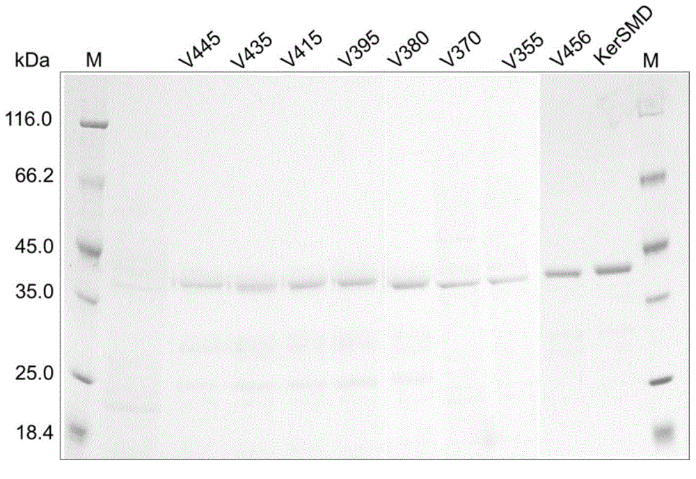 Catalytic rate improving keratinase mutants and preparation method thereof