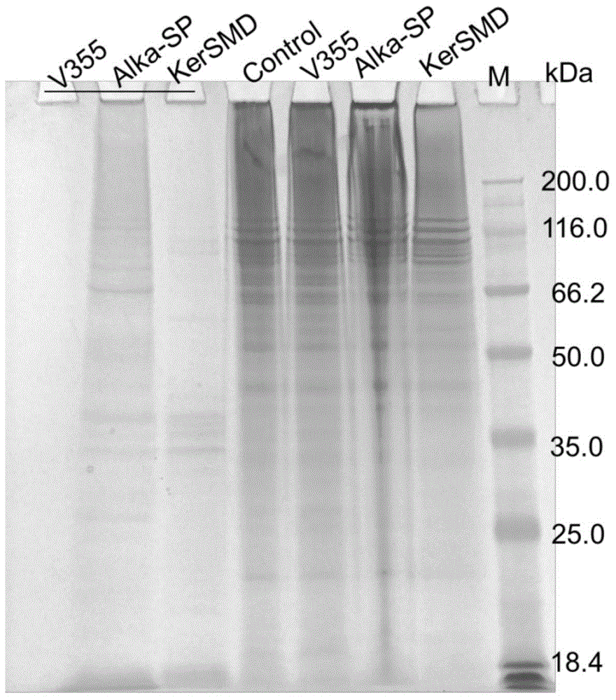 Catalytic rate improving keratinase mutants and preparation method thereof