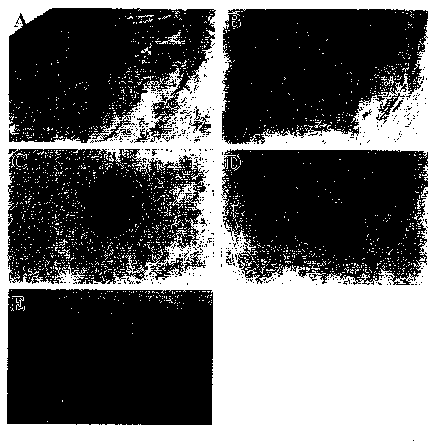 Compositions for the in vitro derivation and culture of embryonic stem (ES) cell lines with germline transmission capability and for the culture of adult stem cells