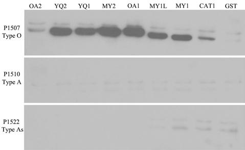 Chemiluminiscence detection kit for detecting swine foot-and-mouth disease O-type antibody by utilizing multi-epitope tandem protein