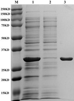 Chemiluminiscence detection kit for detecting swine foot-and-mouth disease O-type antibody by utilizing multi-epitope tandem protein