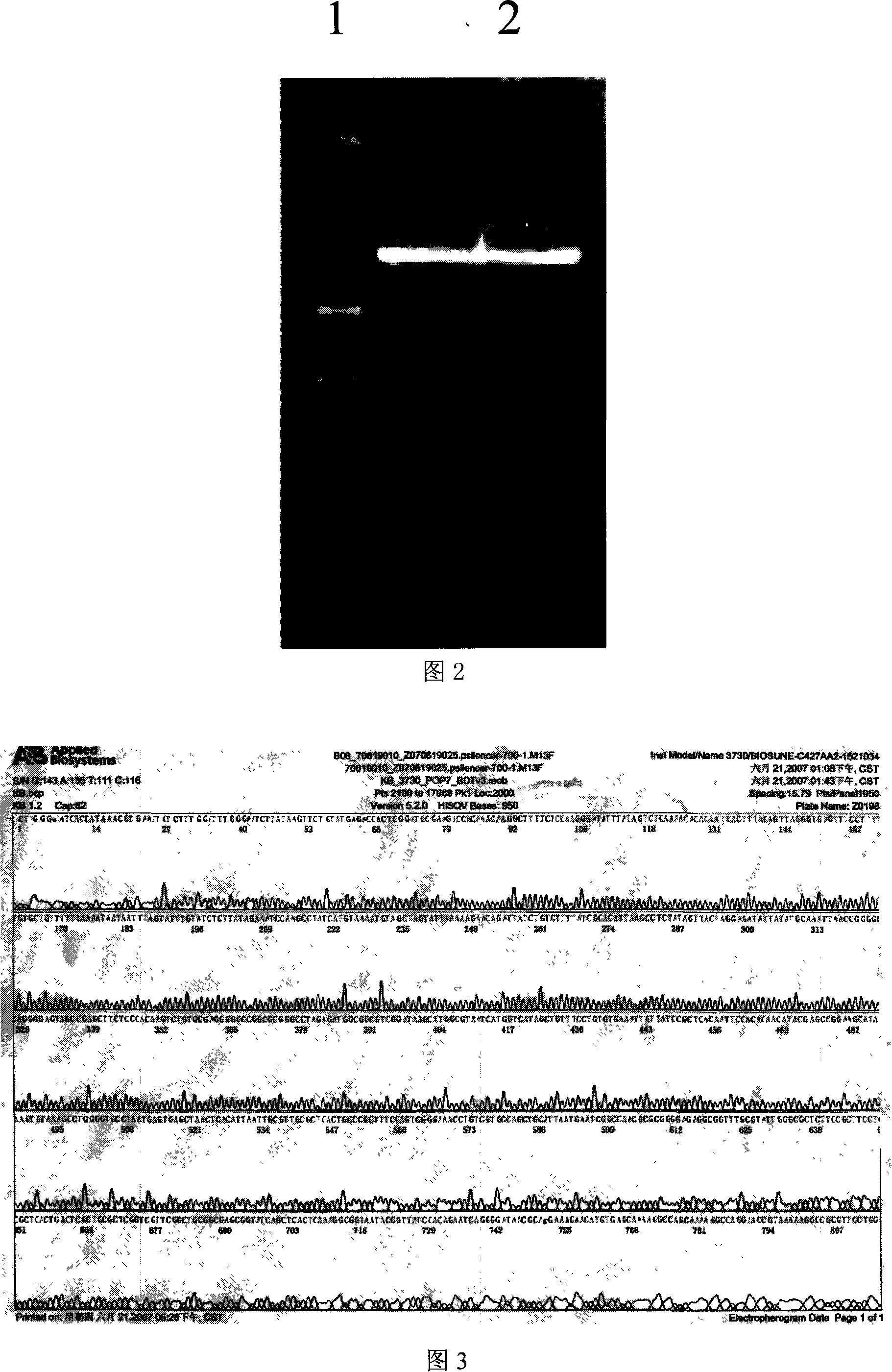 Method for quickly constructing siRNA carrier by using pSilencer plasmid