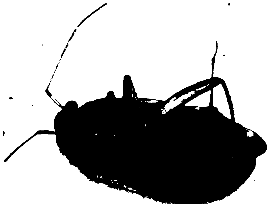 Method for detecting insecticide resistance of apolygus lucorum