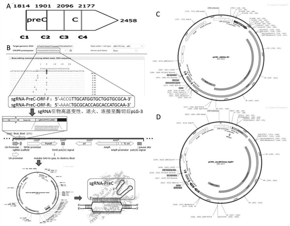 Method for closing target gene and removing HBV e antigen based on base editing technology