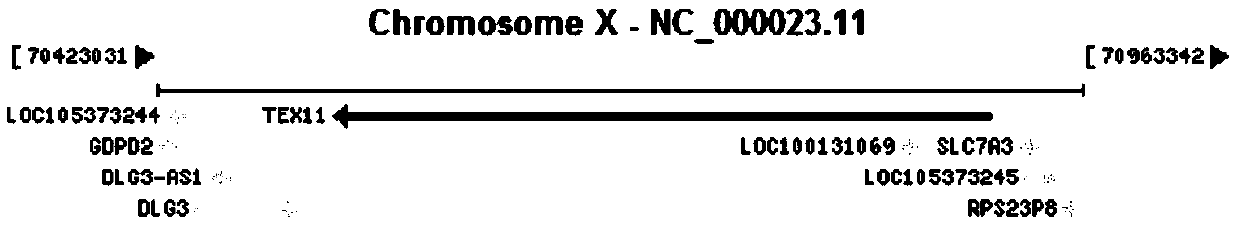 Method and primer for detecting 8th and 25th whole exons of TEX11 gene