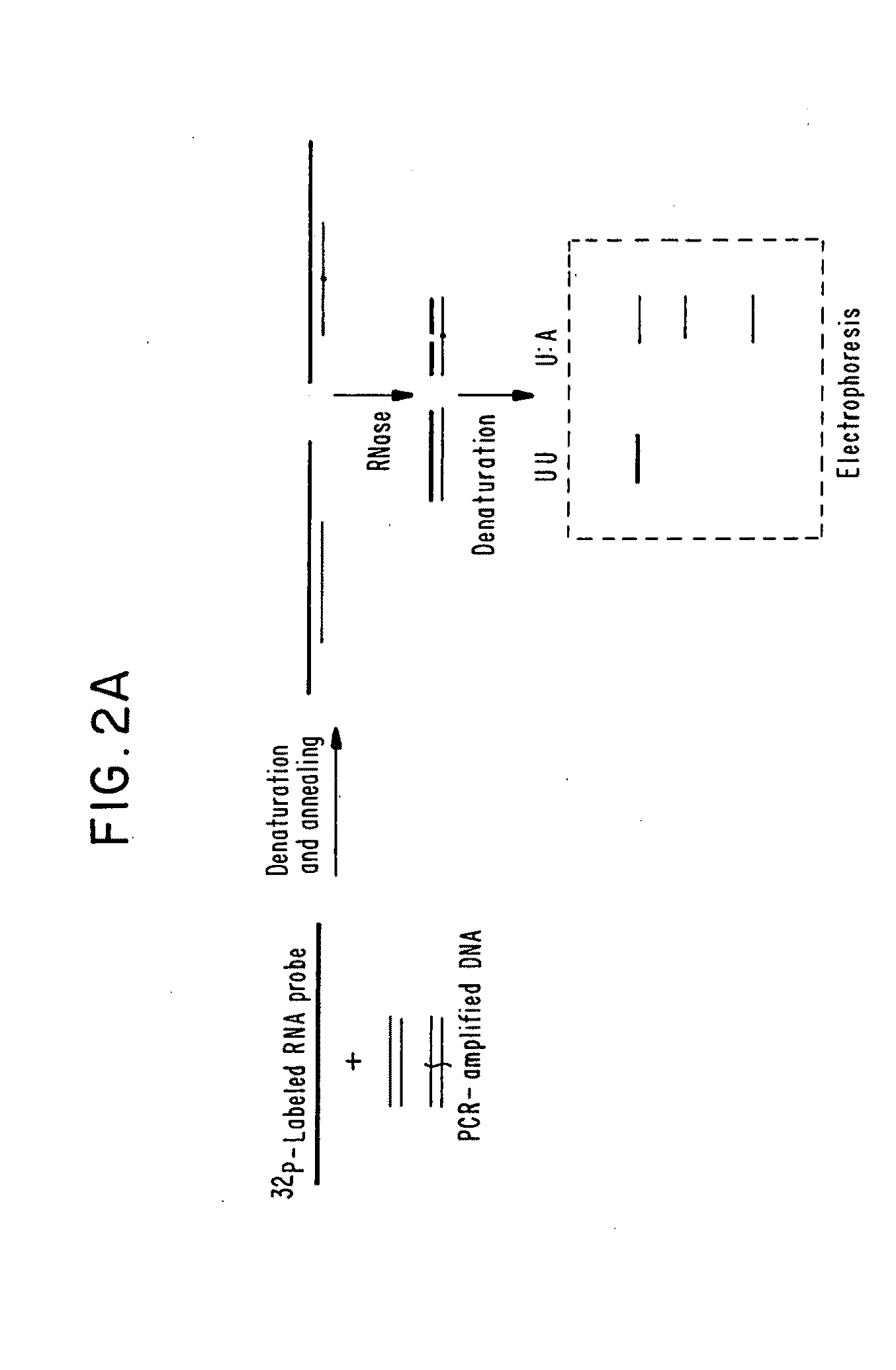 Method for detecting disease-associated mutations