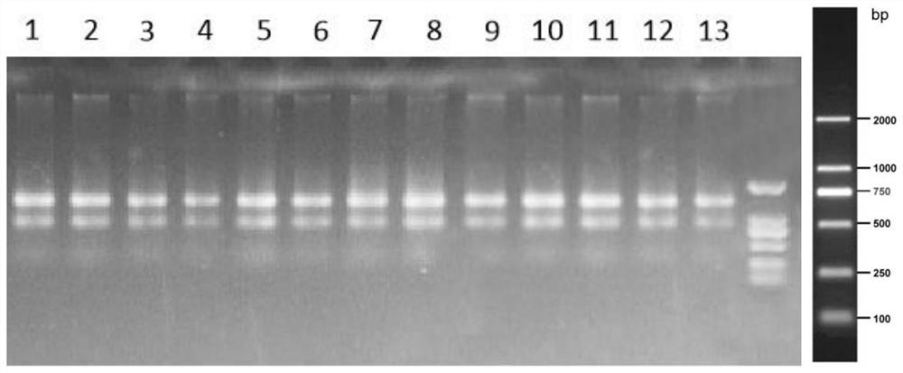 Nucleic acid preserving fluid and preparation method and application thereof