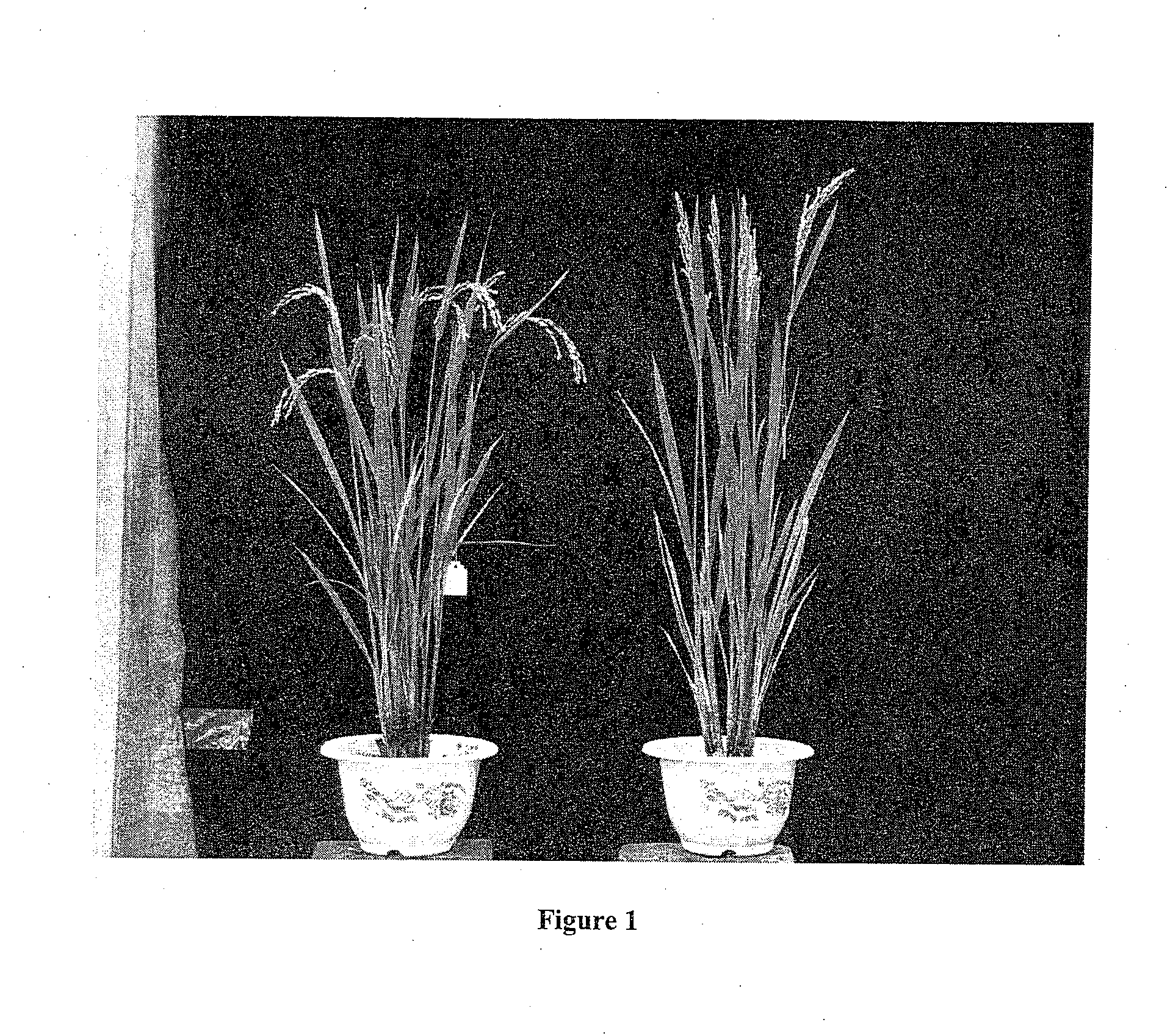 Dense and erect panicle gene and uses thereof